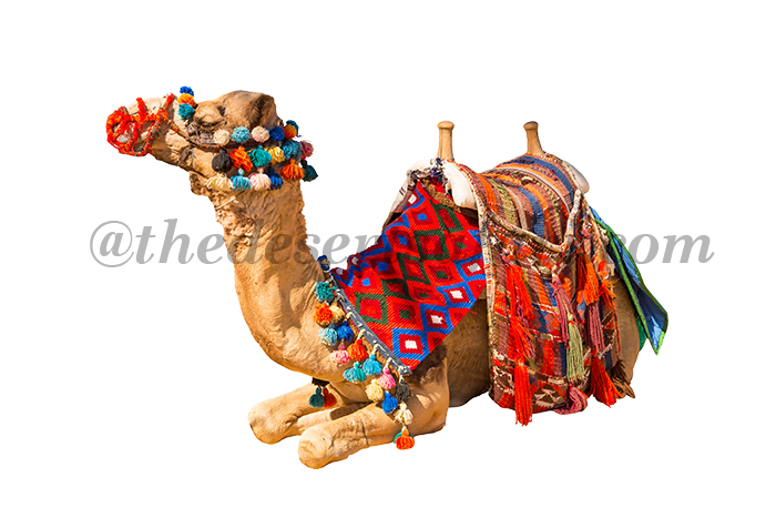 Camel Desert Safari