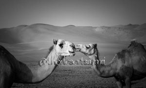Camel In Desert
