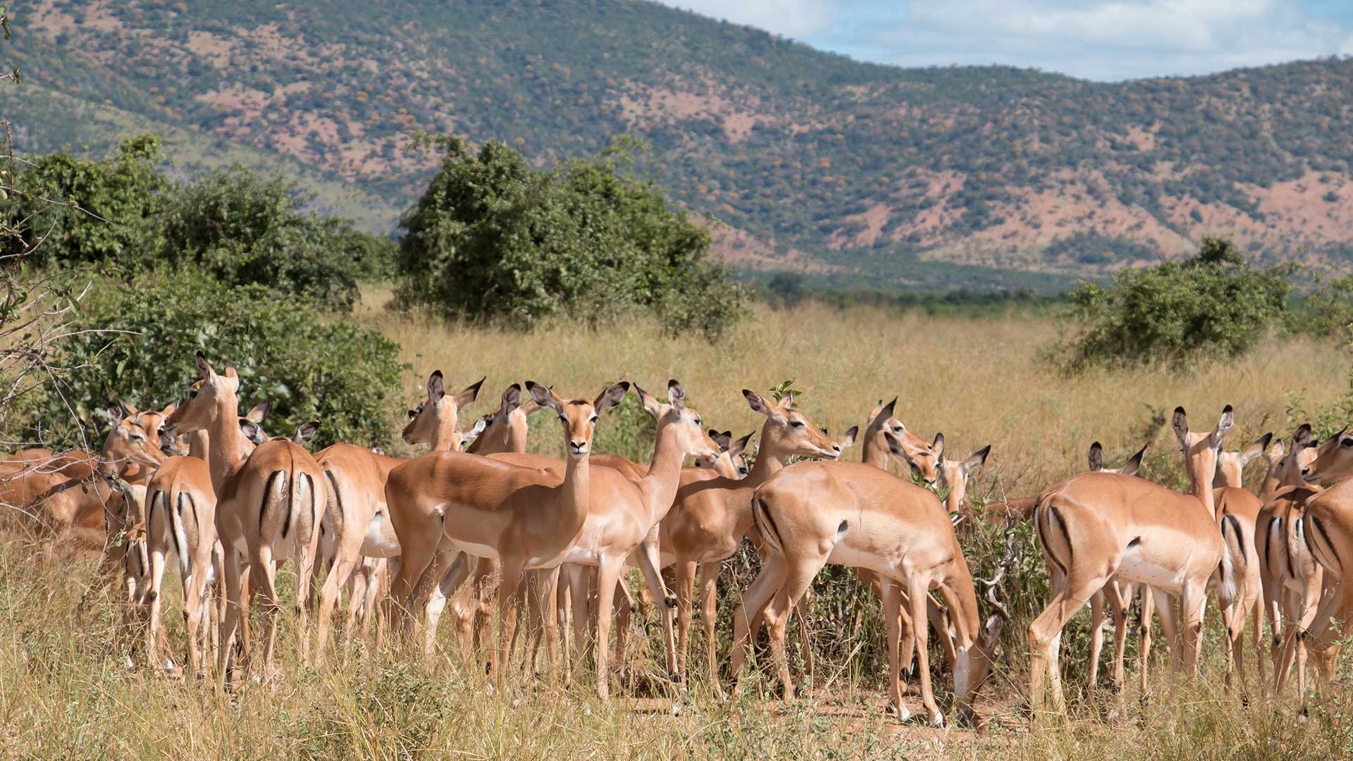 Mbomipa Wildlife TDS