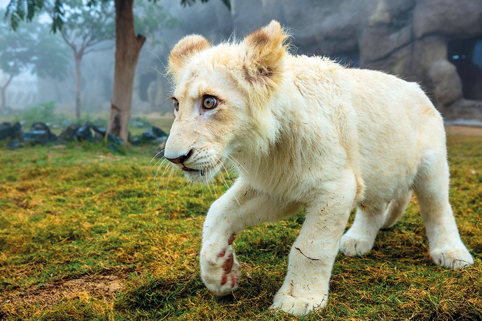 dubai safari park lion