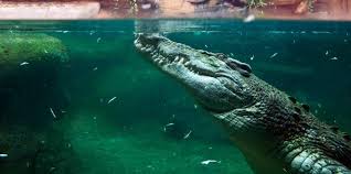 Crocodile Dubai aquarium 