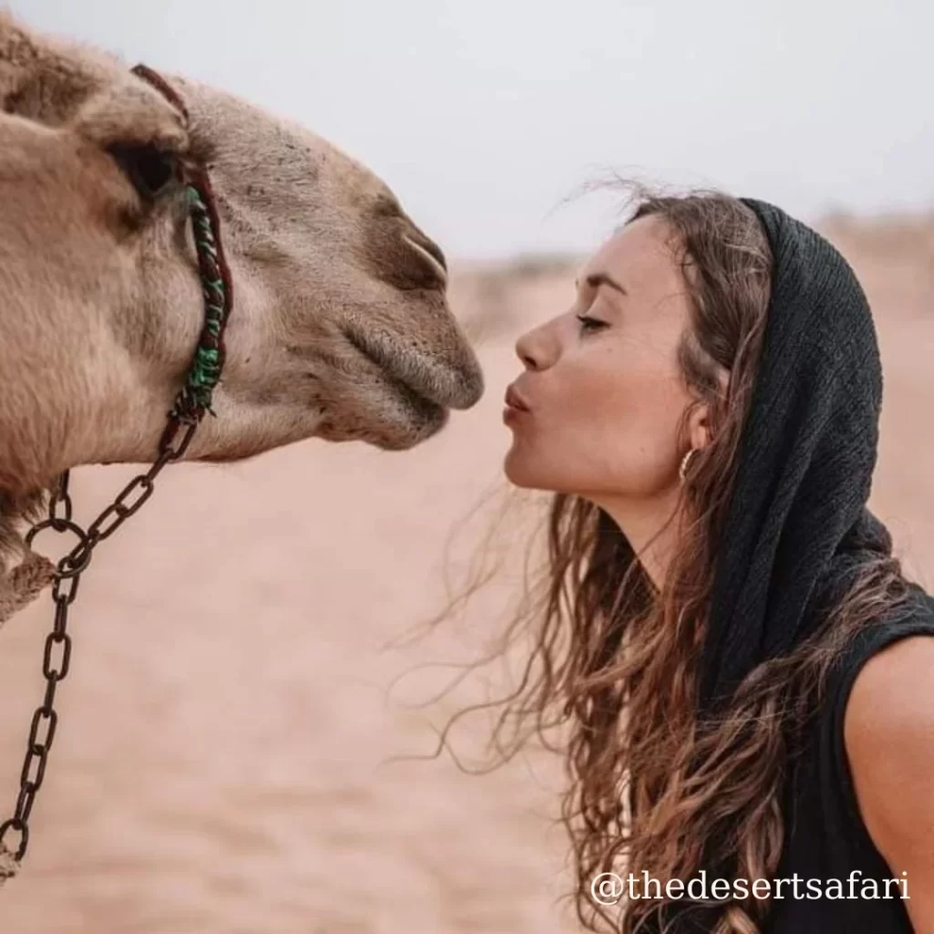 camel safari