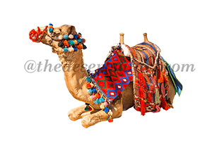 Camel Desert Safari
