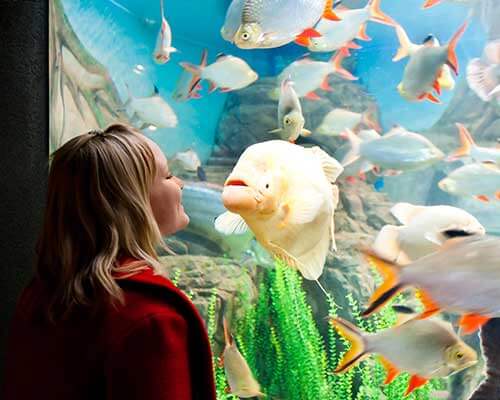 Dubai Aquarium 