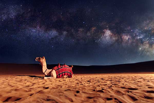 dubai safari at night