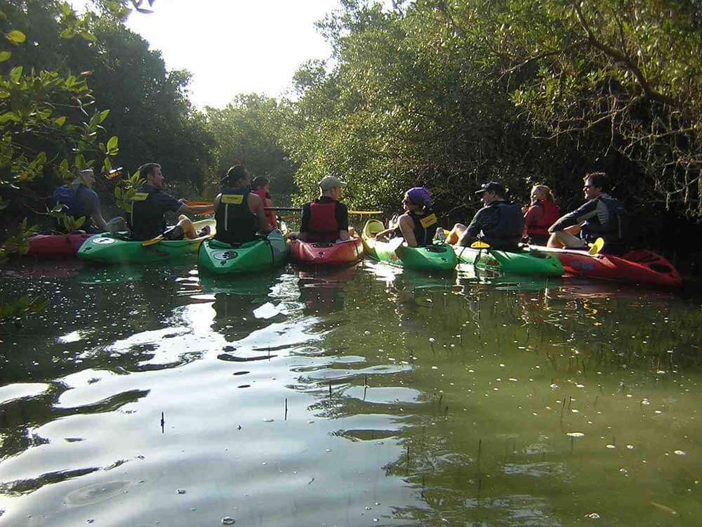 Kayaking in the Mangroves