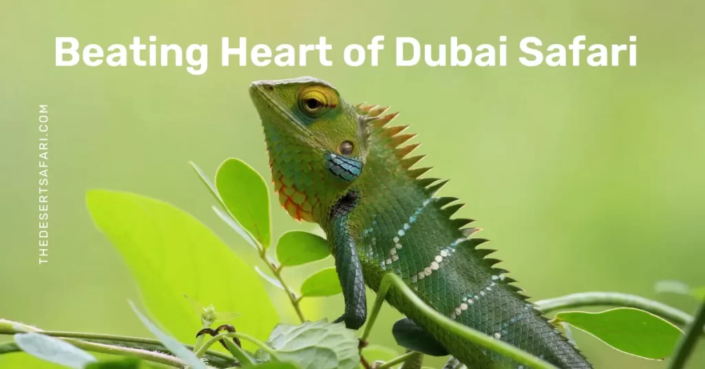 Beating Heart of Dubai Safari Park
