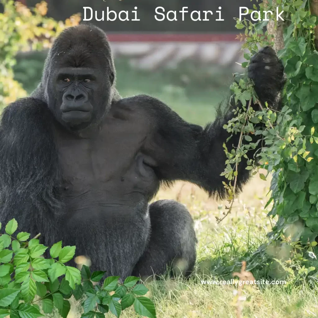 The Dubai Safari Park