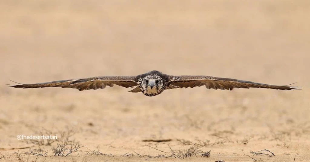 Hawk show in the dubai desert