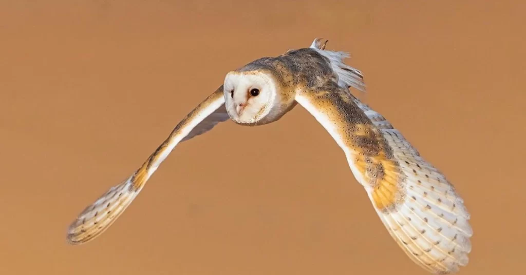Owl show in the dubai desert