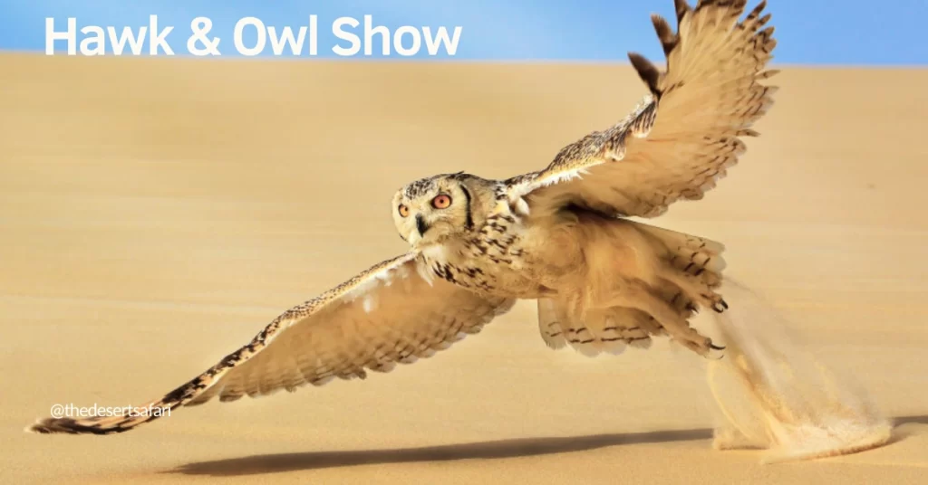 hawk and owl show in dubai desert