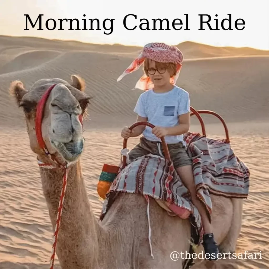 morning camel ride abu dhabi