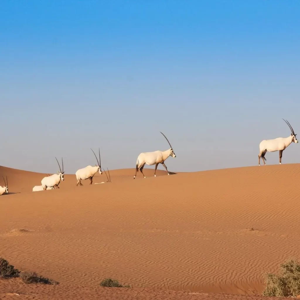 Wildlife Wonders in Dubai Desert