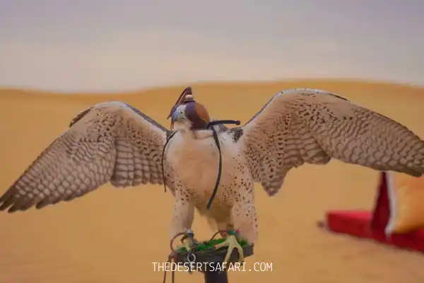 Falcon Show During Desert Safari
