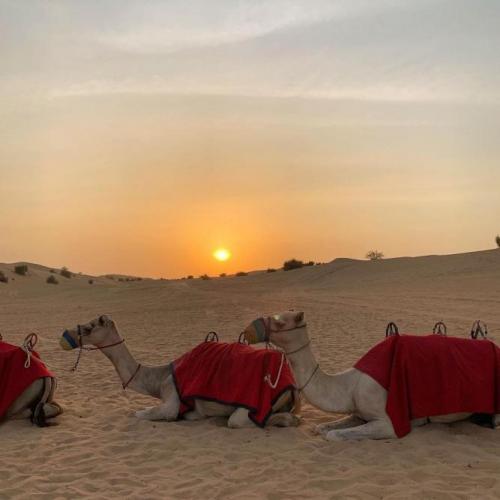 Camel with Desert